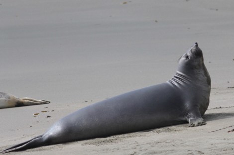 Elephant Seal