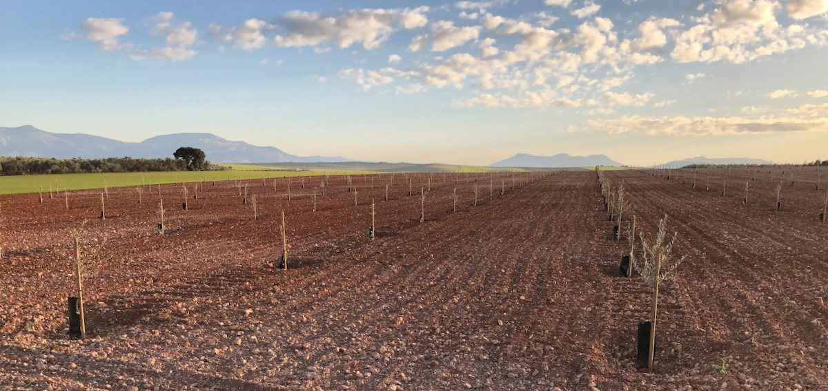 And they are planting more ...